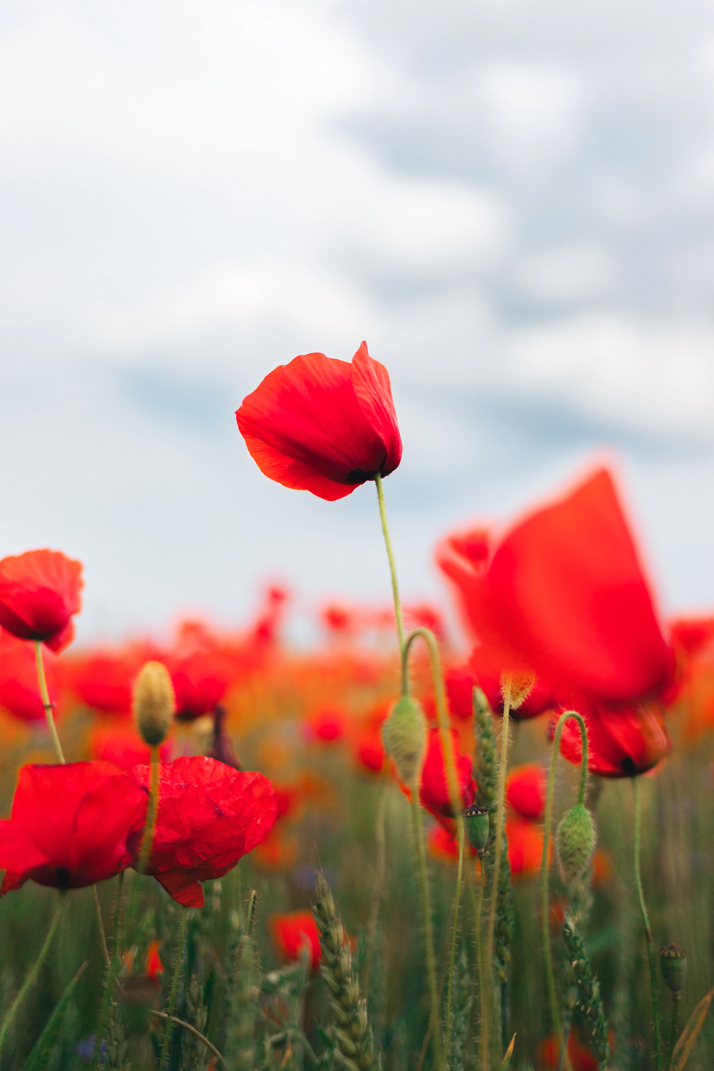 Nikita Pishchugin_1751036050983_unsplash_id_LR1URN-pGXo